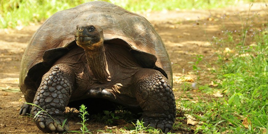Die Galapagos-Schildkröte