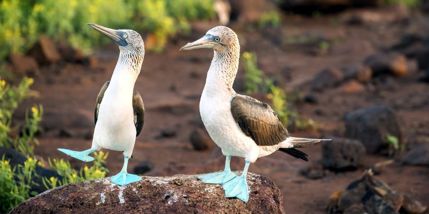 Der Blaufußtölpel Galapagos