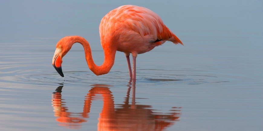 Der Flamingo Galapagos