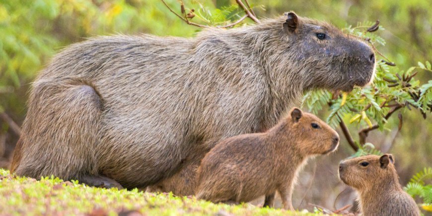 4 Capybara Pantanal R