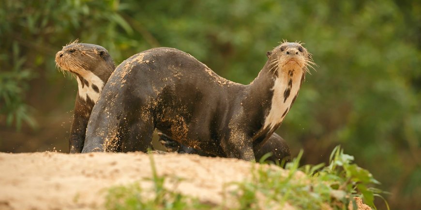 8 Otter Pantanal R