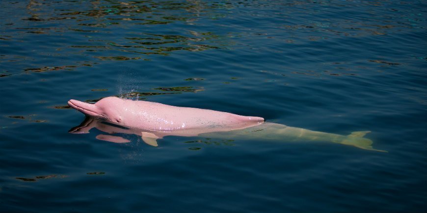 Amazonas delphin