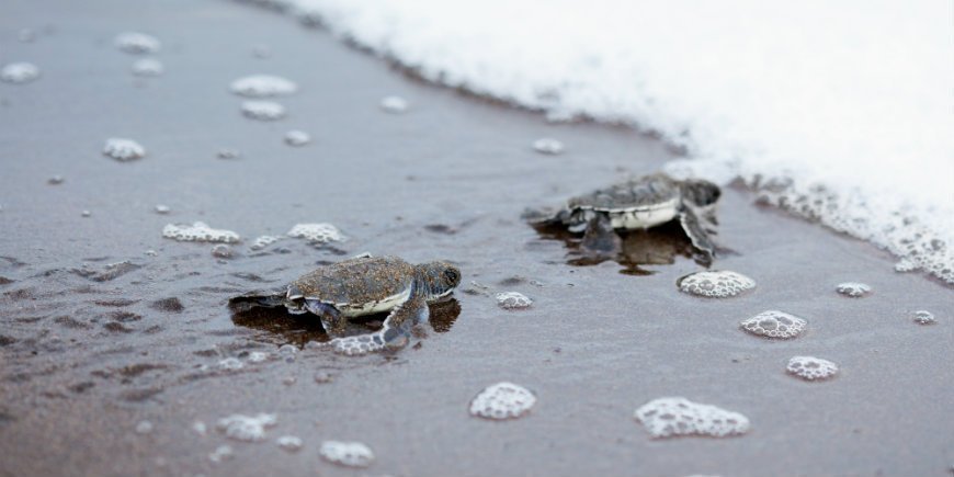 Baby-Schildkröten Nationalparks Tortuguero