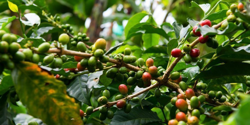Kaffeebohnen in Plantage