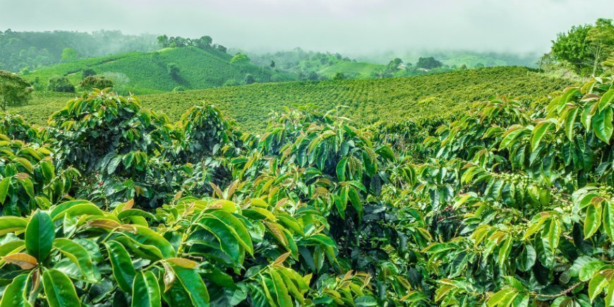Kaffeeregion in Kolumbien