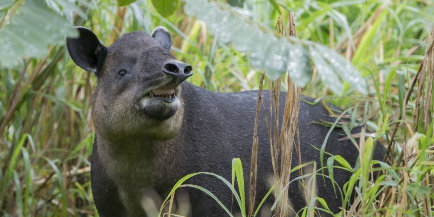 der tapir