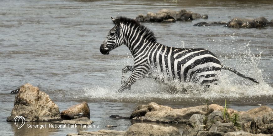 Zebras im Serengeti-Nationalpark